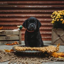 Labrador Retriever Puppies from Prince Labradors