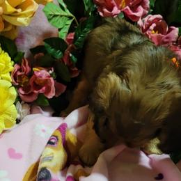Dachshund Puppies from CLARK'S BREEDING PROGRAM