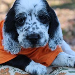 Porter - Black and white male English Springer Spaniel puppy in Winchester, Kentucky from Hidden Springs Farm
