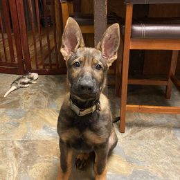 German Shepherd Puppies from Vom Holzhaus German Shepherds