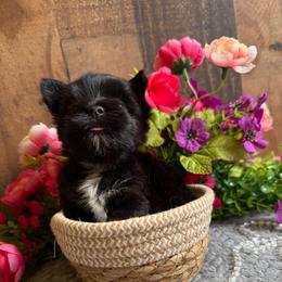 Kingston - Black and gold male Yorkshire Terrier puppy in Howe, Oklahoma from Ray Holder
