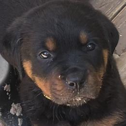 Girl orange - Black and mahogany female Rottweiler puppy in Jacksonville, Florida from Ketelhaus Rottweilers