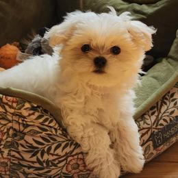 Puppy1 - White male Maltese puppy in Zanesville, Ohio from Donna's Maltese