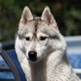 Nina - Siberian Husky
