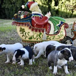 Bull Terrier puppies from Sunny Sky Bull Terriers
