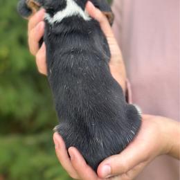 Male 4 - Black brown and white male Basset Hound puppy in Lindley, New York from Hill Top Basset Hounds & Cane Corso