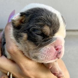 Boy 2 - Bulldog puppy in Sandy, Utah from K2I Bulldogs