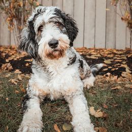 Niomi - Bernedoodle