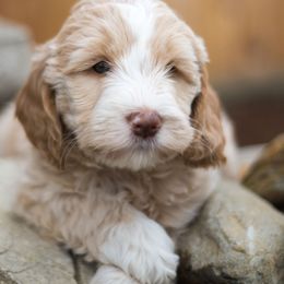 Bernedoodle and Double Doodle Puppies from Cloud Nine Doodles