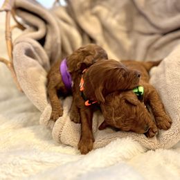 Goldendoodle Puppies from Poodle lovers