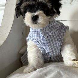 PORSCHE - Tri-color female Coton de Tulear puppy in Freeport, Texas from H❤️PE COTONS