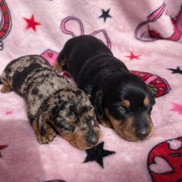 Dachshund Puppies from Space Coast Dachshunds