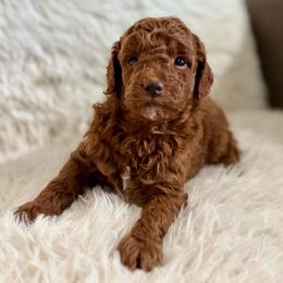 Rooster - Red  male Poodle puppy in Cedar City, Utah from Pearson's Poodles