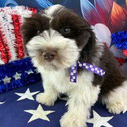 Chase - Parti male Miniature Schnauzer puppy in Sylvania, Georgia from Southern Sky Miniature Schnauzers