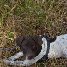 German Shorthaired Pointer, Miniature American Shepherd, Miniature Australian Shepherd, and Toy Australian Shepherd Puppies from Foxtail Hollow