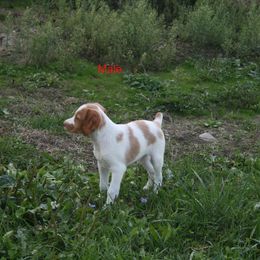 Brittany Puppies from Center Ridge Brittanys
