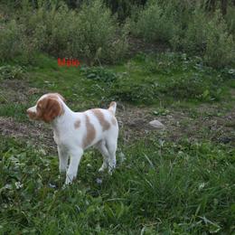 Brittany Puppies from Center Ridge Brittanys