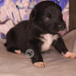 Garma - Black & white male Australian Shepherd puppy in Colorado Springs, Colorado from Dawn 2 Dusk Ranch