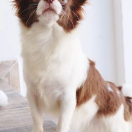 Alana - Chihuahua