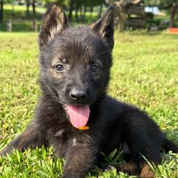 Orange girl - Sable female German Shepherd puppy in Clarkrange, Tennessee from Vom Wolff