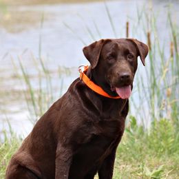 Tess - Labrador Retriever