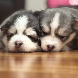 Pomsky Puppies from Royal Pomskies