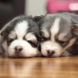 Pomsky Puppies from Royal Pomskies