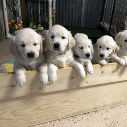 Goldendoodle and Golden Retriever Puppies from Angelic Goldens