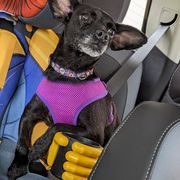 Xoloitzcuintli from Silver Lining Kennel