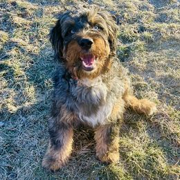 Hattie - Bernedoodle
