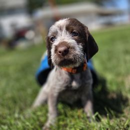 Girl 2 - female Wirehaired Pointing Griffon puppy in Hawarden, Iowa from Sunday Best Griffons