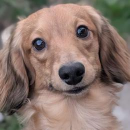Ollivander - Dachshund