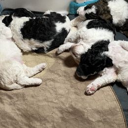 Australian Cattle Dog and Poodle Puppies from Hernwood Heelers & Poodles