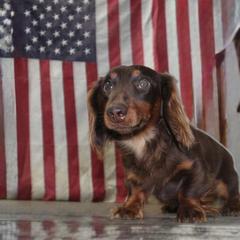 Ruggar - Dachshund
