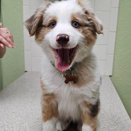 Aussiedoodle and Miniature Australian Shepherd Puppies from Aussies Acre