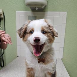 Aussiedoodle and Miniature Australian Shepherd Puppies from Aussies Acre