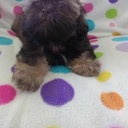 Waylon - Red male Shih Tzu puppy in Sulpher Springs, Texas from Pams Precious Shih Tzus