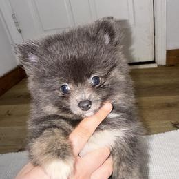 Blu-belle - Blue female Pomeranian puppy in Lanett, Alabama from H.P.P