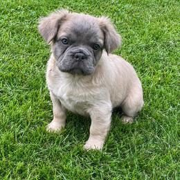 Heidi - Blue fawn female French Bulldog puppy in Fillmore, Illinois from Wind Hill Puppies