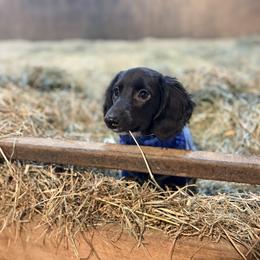 Dachshund Puppies from Mayberry Dachshunds