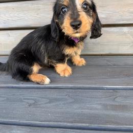 Farrah - Dapple female Dachshund puppy in South Willard, Utah from Doxies in the Sun