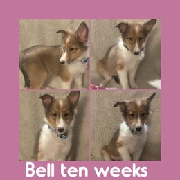 Bell - Shetland Sheepdog puppy from Nancy Barger's Siberian Huskies
