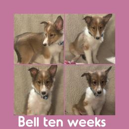 Bell - Shetland Sheepdog puppy from Nancy Barger's Siberian Huskies