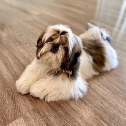 Shih Tzu Puppies from The Shih Tzu Life