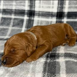 Grey Collar Male - Red  male Goldendoodle puppy in Pasadena, Texas from Knightsbane Standard Poodles