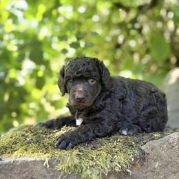 Poodle Puppies from Mount Zion Kennels