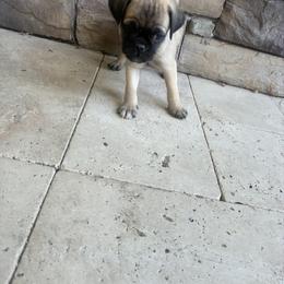 Boy 2 - Fawn male Pug puppy in Brooksville, Florida from Windsorsprings