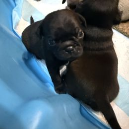 Jelly Bean 3 - Black male Pug puppy in Port Townsend, Washington from Pam’s Perfect Pugs