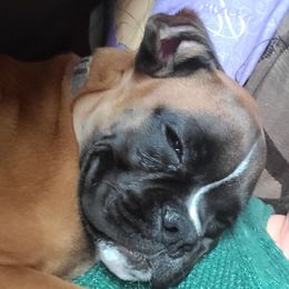 Boxer Puppies from Von Royal Dell'Infinite Deutscher