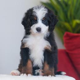 Barney - Tri-color male Bernedoodle puppy in Dundee, Ohio from Down Home Doodle